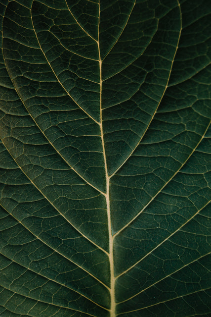 デリケートゾーンケア用ソープを提供するMellow.のdark-green-leaf-showing-the-details